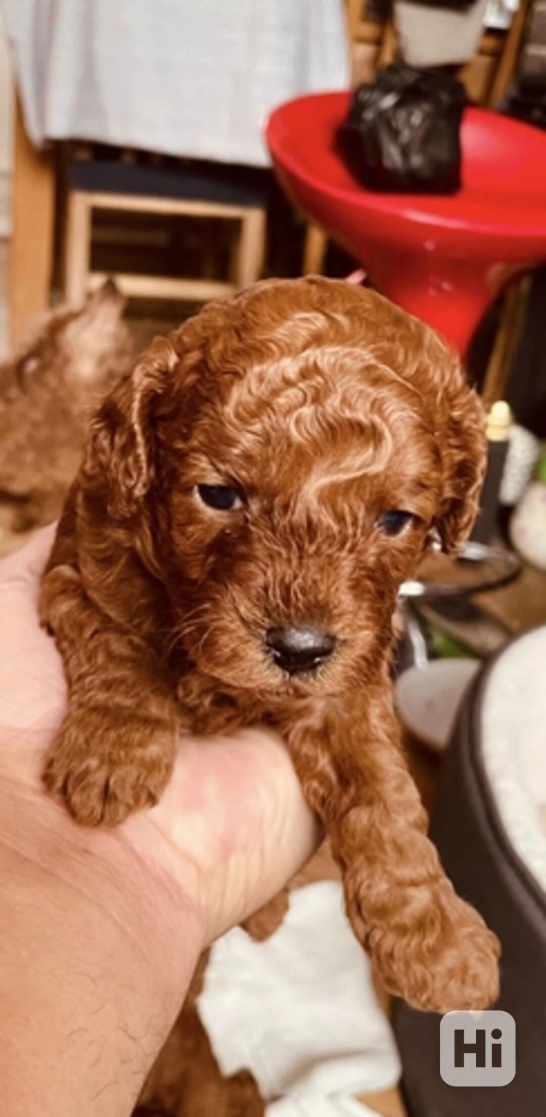 Tmavě červená KC Toy Pudl - foto 1