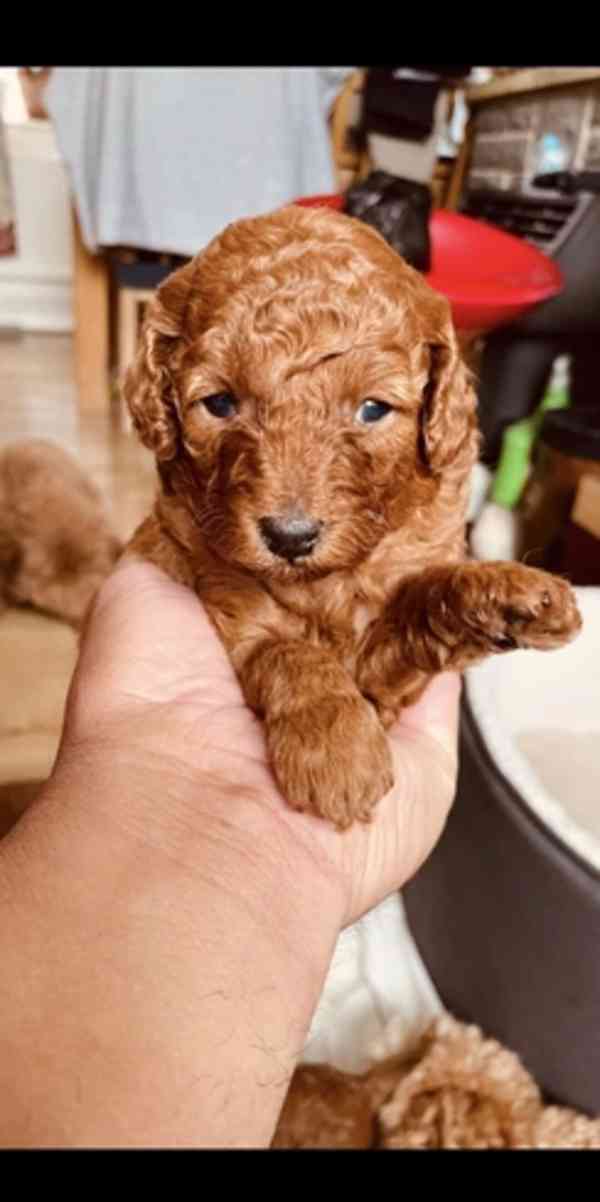 Tmavě červená KC Toy Pudl - foto 2