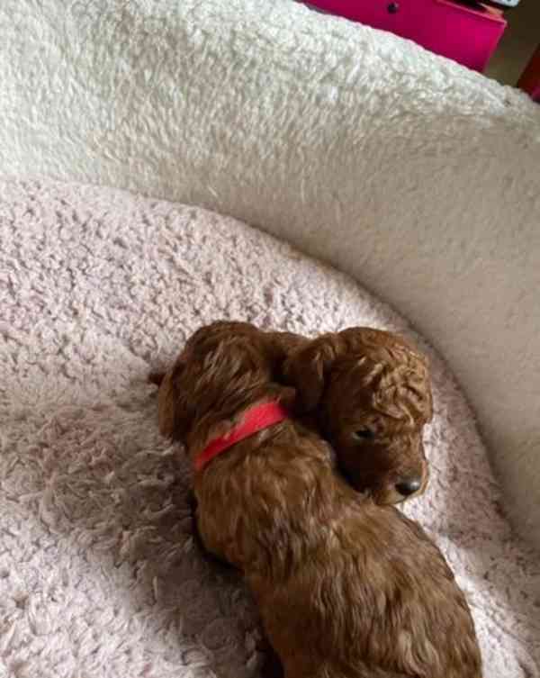 Tmavě červená KC Toy Pudl - foto 13