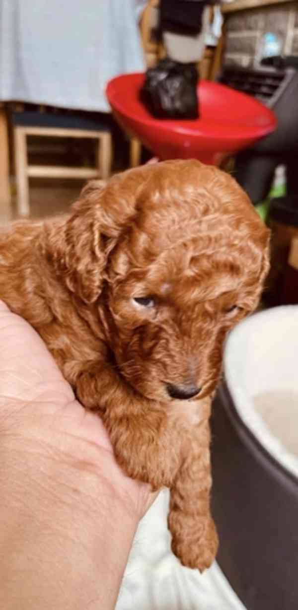 Tmavě červená KC Toy Pudl - foto 3