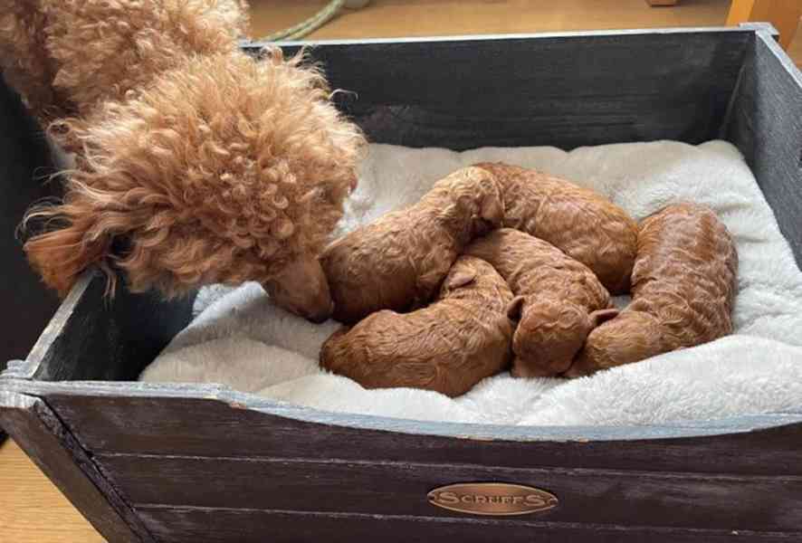 Tmavě červená KC Toy Pudl - foto 6