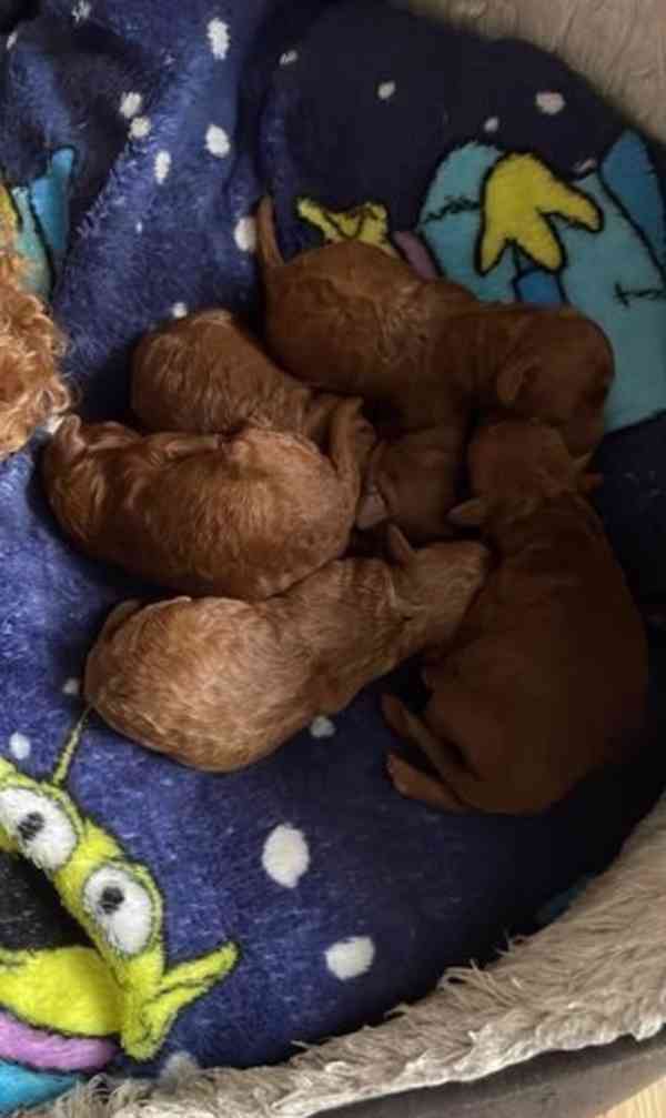 Tmavě červená KC Toy Pudl - foto 10