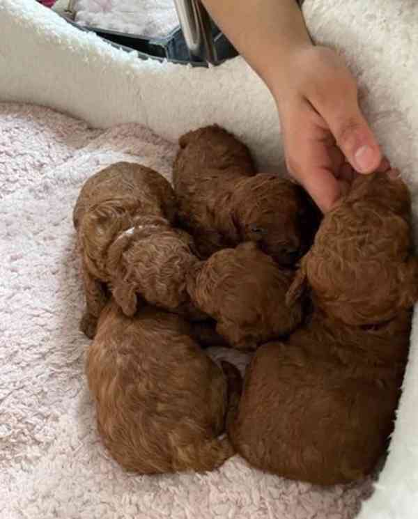 Tmavě červená KC Toy Pudl - foto 12