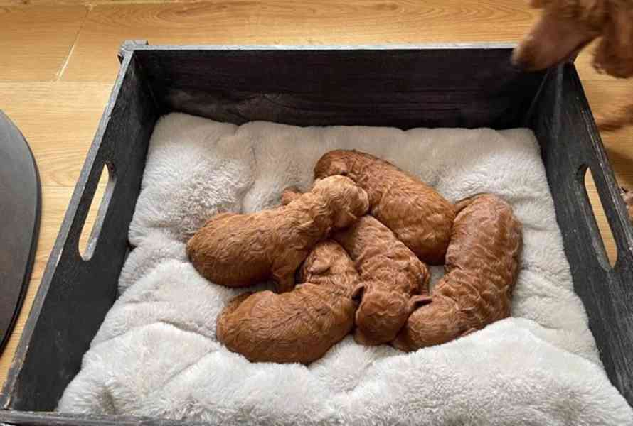 Tmavě červená KC Toy Pudl - foto 4