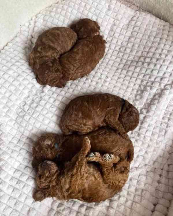 Tmavě červená KC Toy Pudl - foto 11