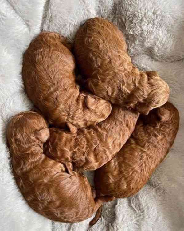 Tmavě červená KC Toy Pudl - foto 5