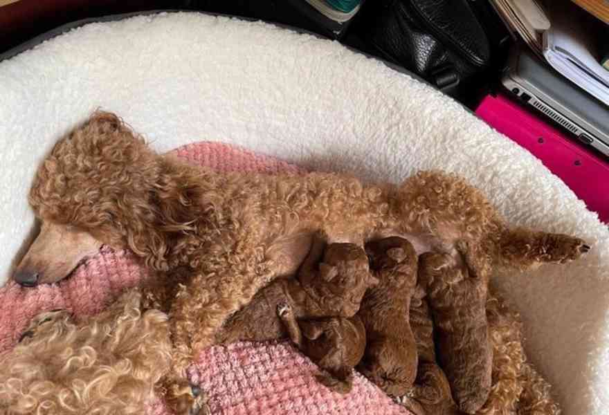 Tmavě červená KC Toy Pudl - foto 8