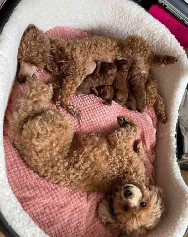 Tmavě červená KC Toy Pudl - foto 7