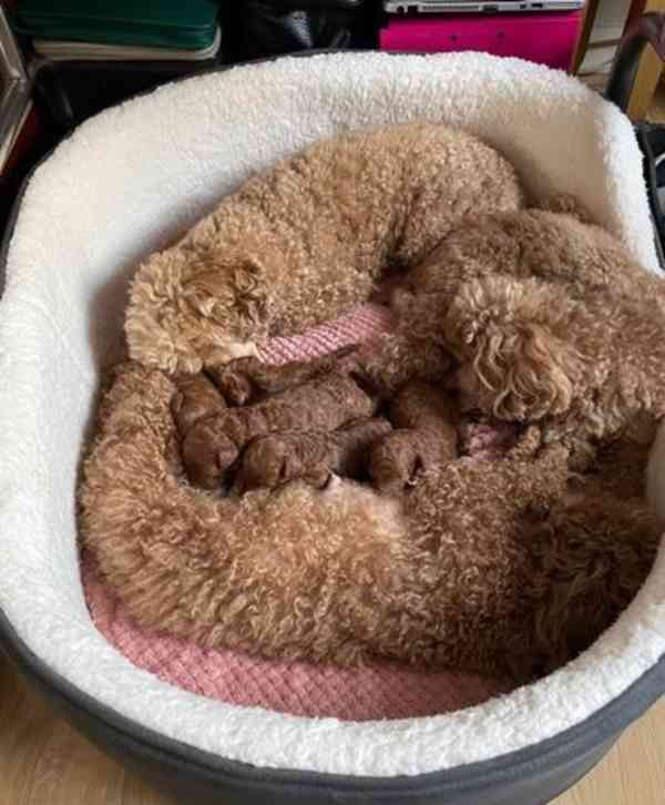 Tmavě červená KC Toy Pudl - foto 9