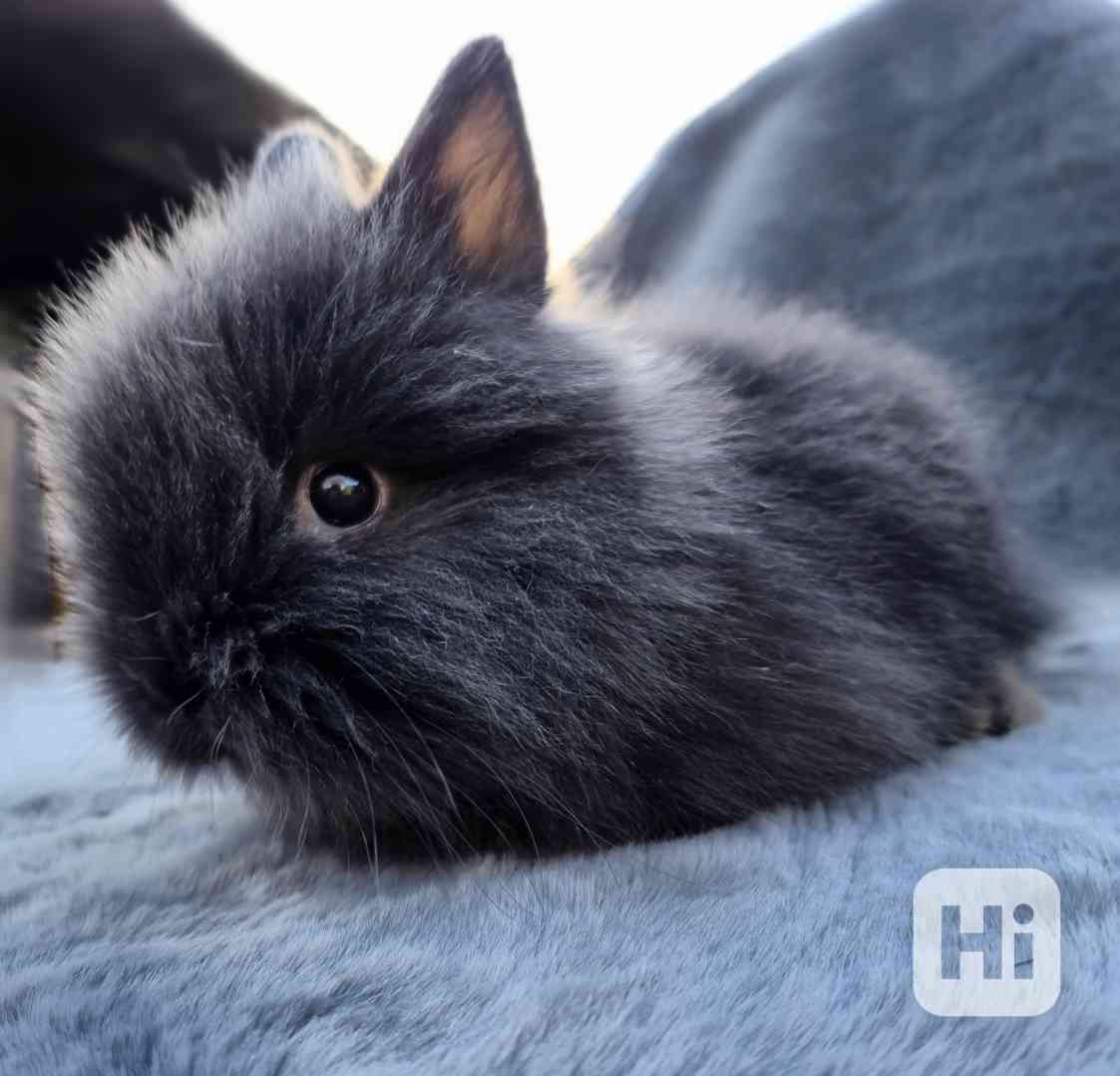 Zakrslý Teddy králíček, králík - foto 1