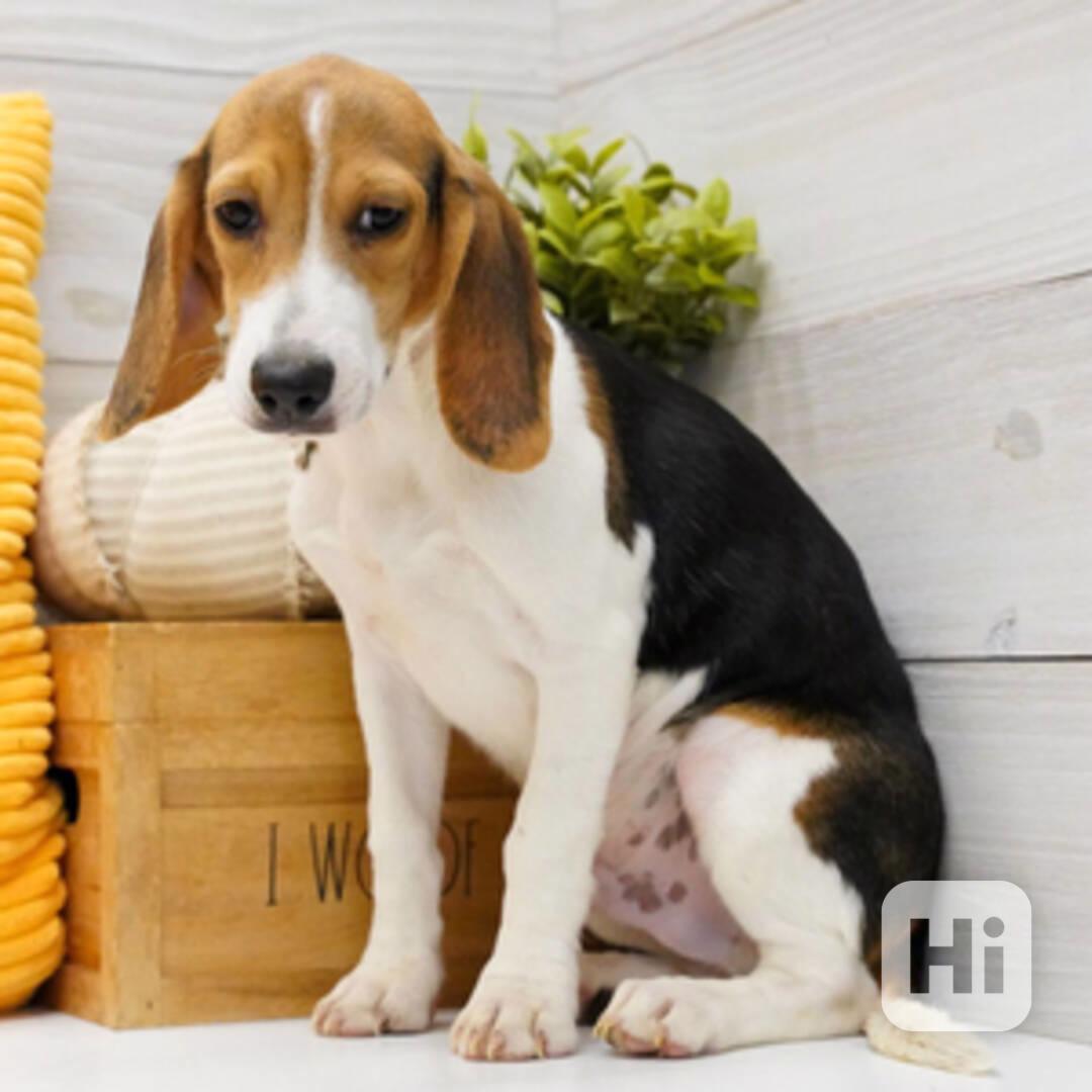 Beagle - foto 1