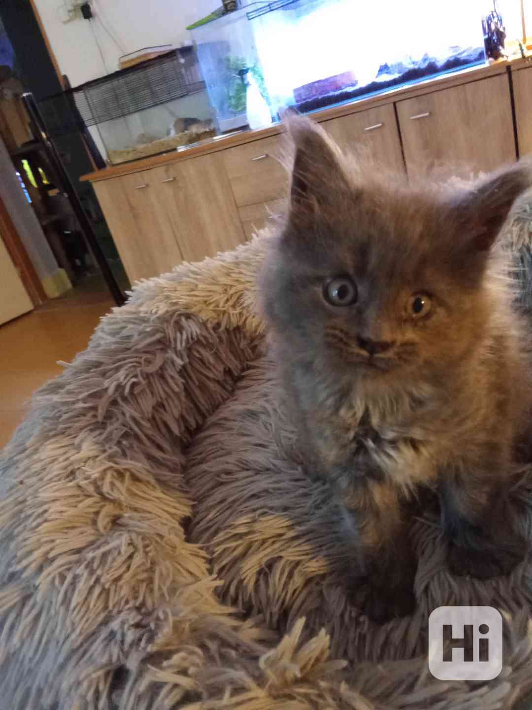 Nabízím k prodeji kotě Mainské Mivali  - foto 1
