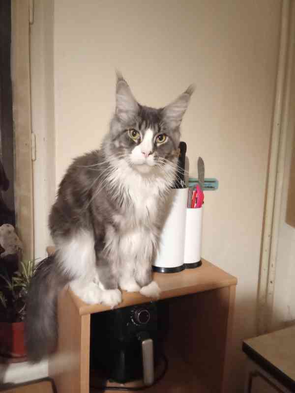 Nabízím k prodeji kotě Mainské Mivali  - foto 2