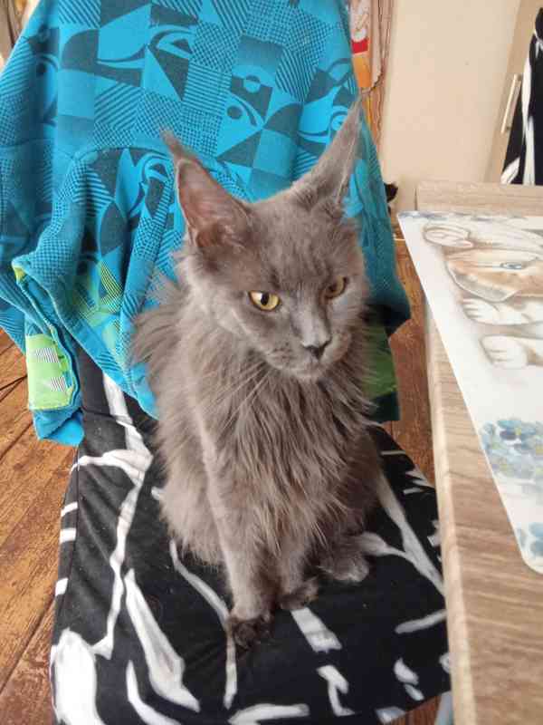 Nabízím k prodeji kotě Mainské Mivali  - foto 3