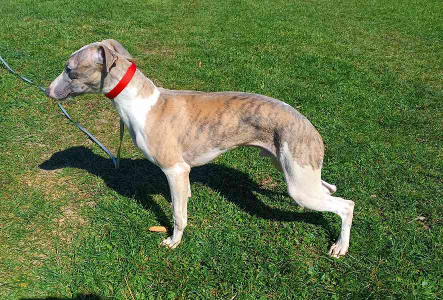 Vipet /Whippet/ - pejsek s PP - foto 2