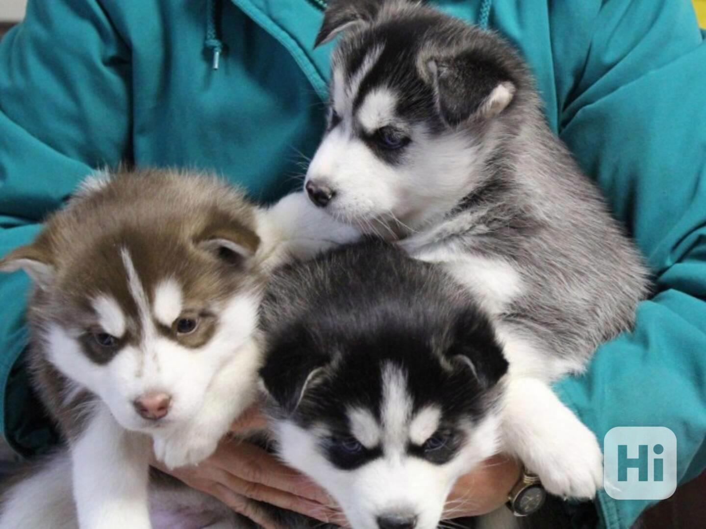 Krásná štěňata sibiřského huskyho. - foto 1