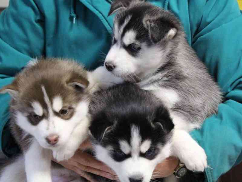 Krásná štěňata sibiřského huskyho. - foto 1