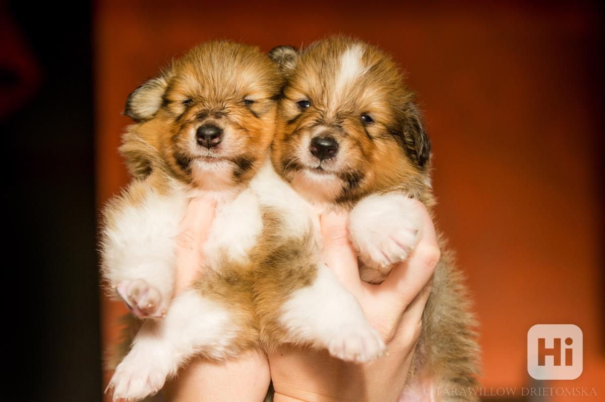 Kolie dlouhosrstá - štěňátka s PP - foto 1