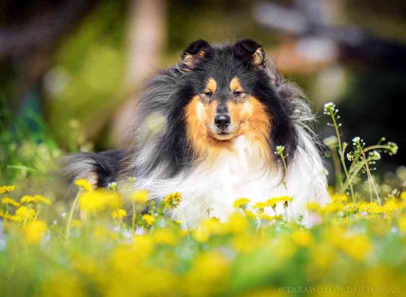 Kolie dlouhosrstá - štěňátka s PP - foto 19