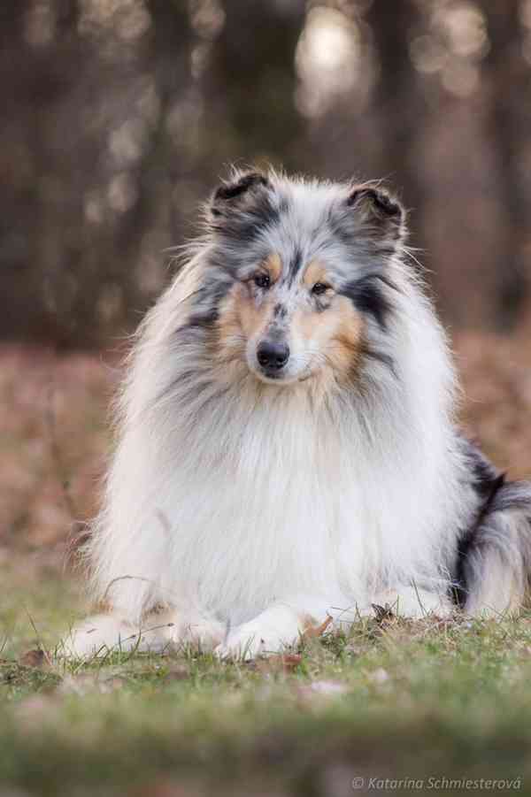 Kolie dlouhosrstá - štěňátka s PP - foto 18