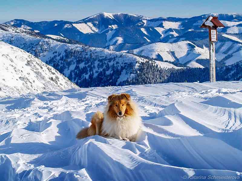 Kolie dlouhosrstá - štěňátka s PP - foto 8
