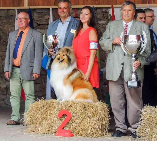 Kolie dlouhosrstá - štěňátka s PP - foto 13