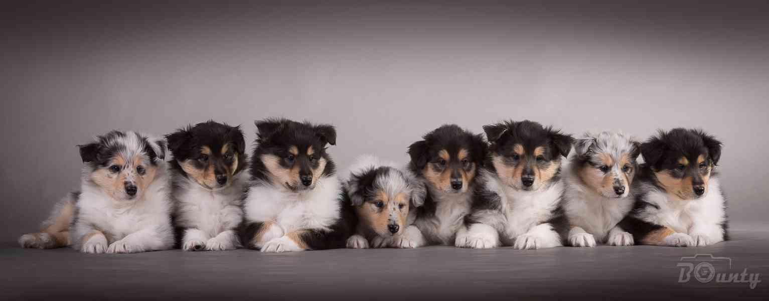 Kolie dlouhosrstá - štěňátka s PP - foto 4