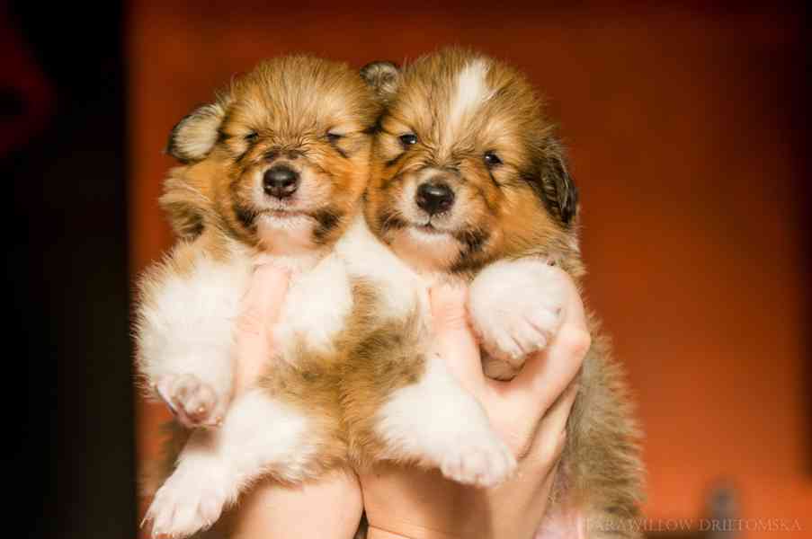 Kolie dlouhosrstá - štěňátka s PP - foto 1