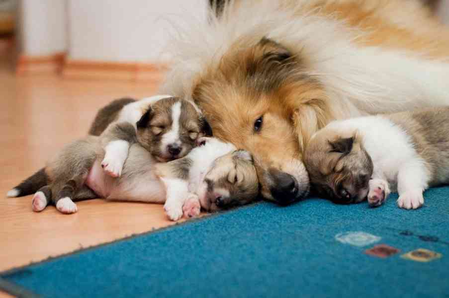 Kolie dlouhosrstá - štěňátka s PP - foto 11