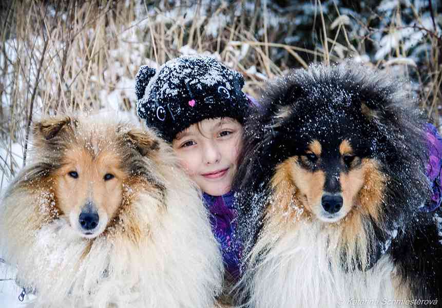 Kolie dlouhosrstá - štěňátka s PP - foto 12