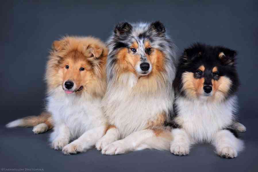 Kolie dlouhosrstá - štěňátka s PP - foto 20