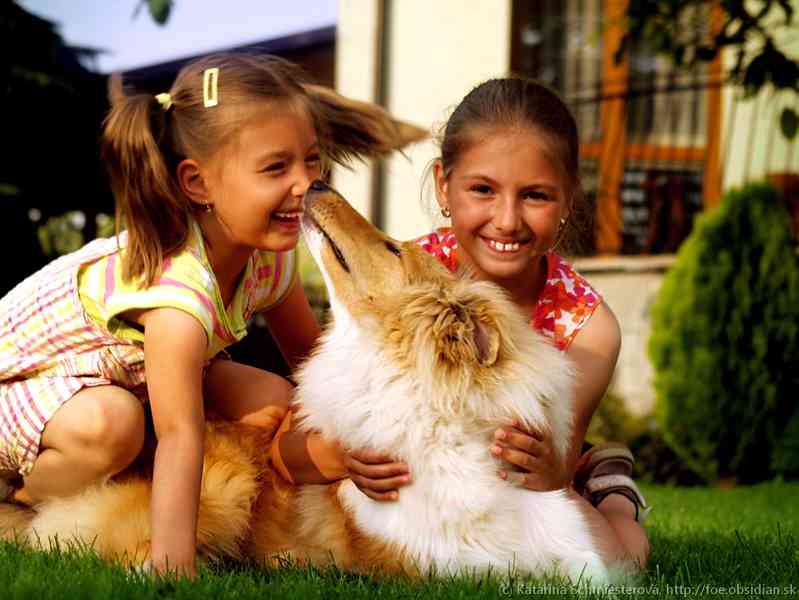 Kolie dlouhosrstá - štěňátka s PP - foto 2