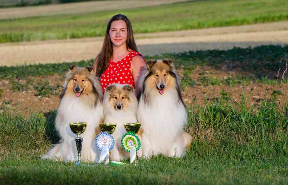 Kolie dlouhosrstá - štěňátka s PP - foto 9