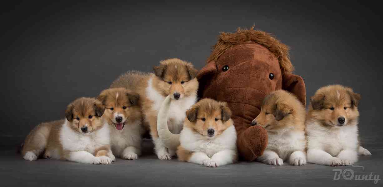 Kolie dlouhosrstá - štěňátka s PP - foto 10