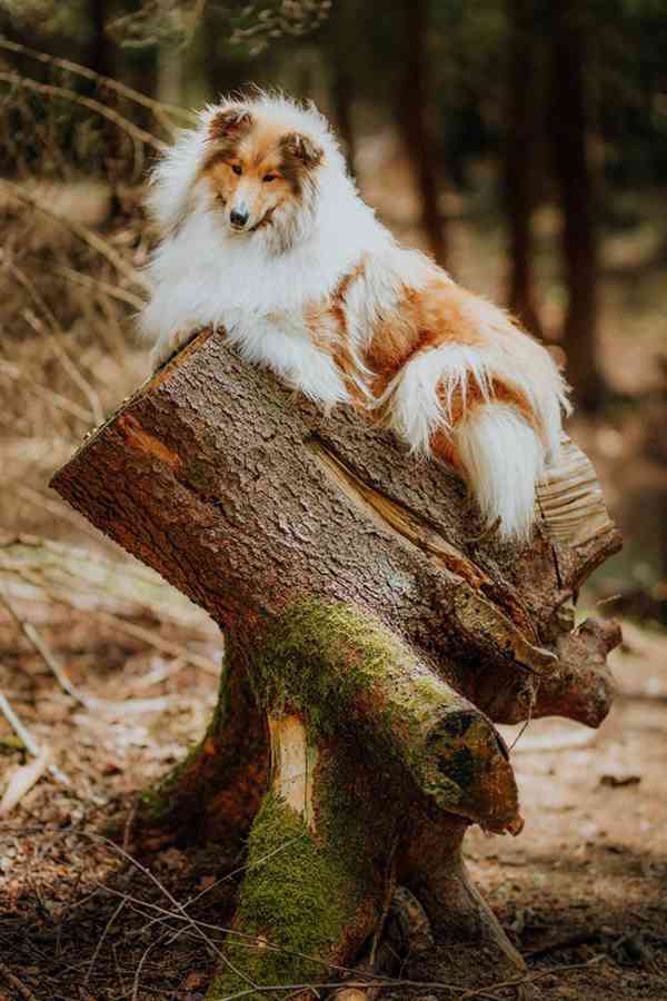 Kolie dlouhosrstá - štěňátka s PP - foto 15