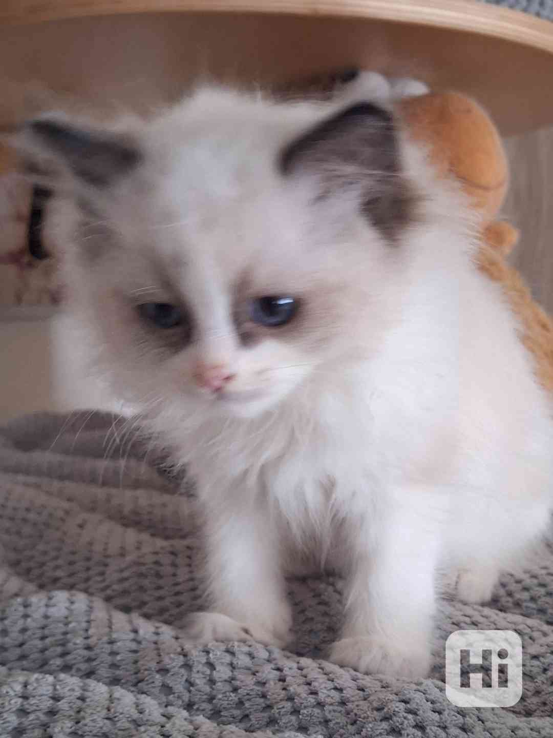 Koťátko Ragdoll s PP - foto 1
