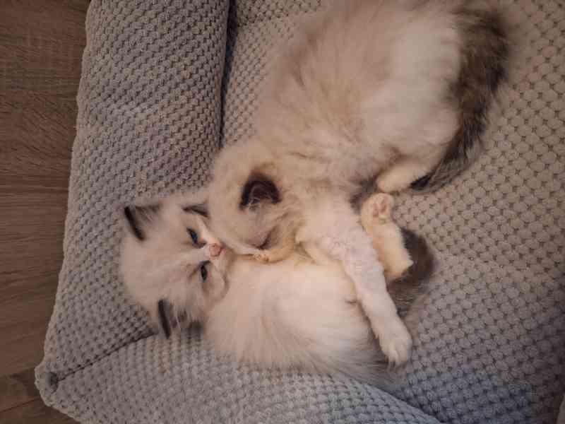 Koťátko Ragdoll s PP - foto 2