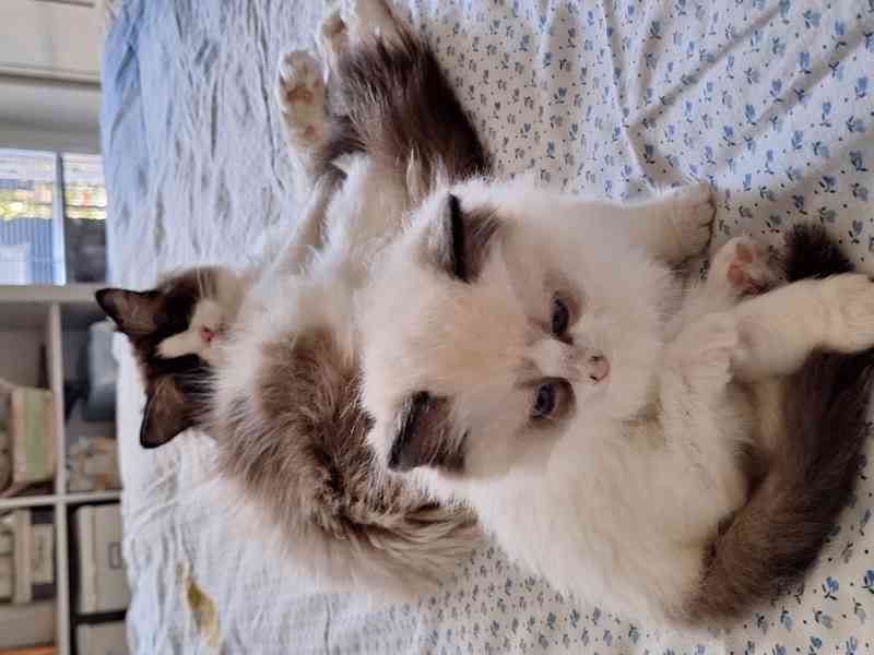 Koťátko Ragdoll s PP - foto 3