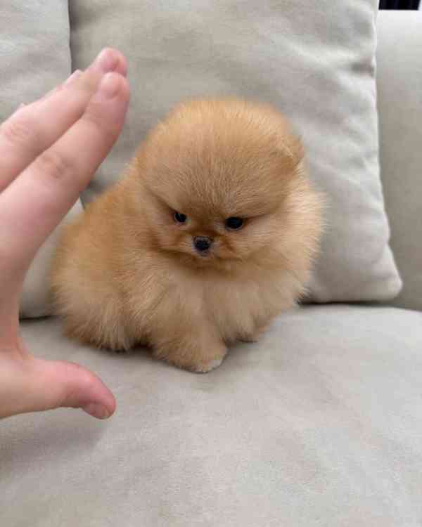 Pomeranian puppy 