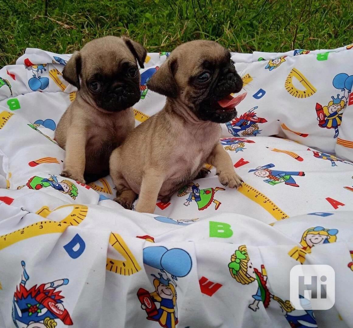 ŠTĚŇATA MOPS K Adopci - foto 1