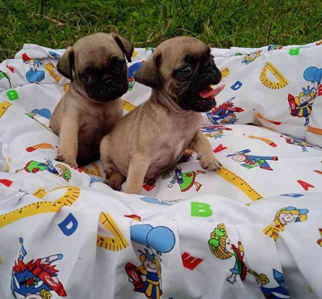 ŠTĚŇATA MOPS K Adopci - foto 1
