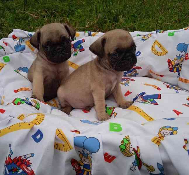 ŠTĚŇATA MOPS K Adopci - foto 2