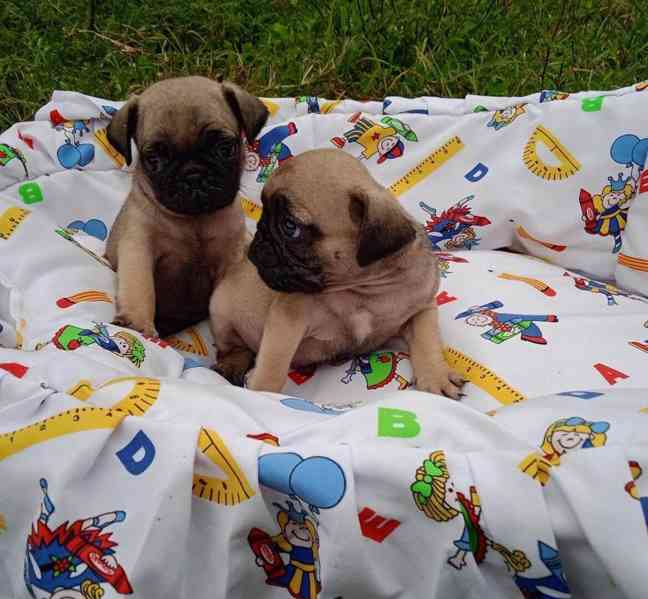 ŠTĚŇATA MOPS K Adopci - foto 4