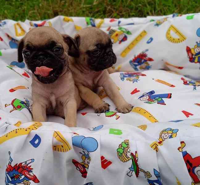 ŠTĚŇATA MOPS K Adopci - foto 3