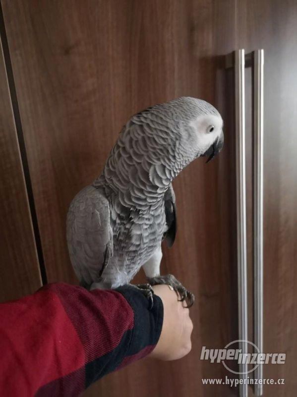 Papoušek šedý na prodej - foto 1