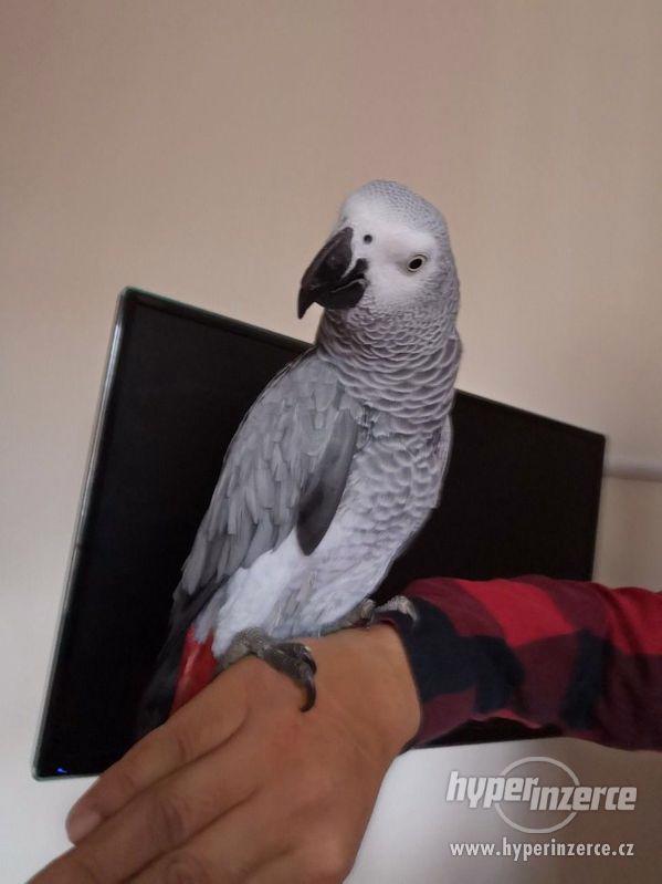 Papoušek šedý na prodej - foto 2