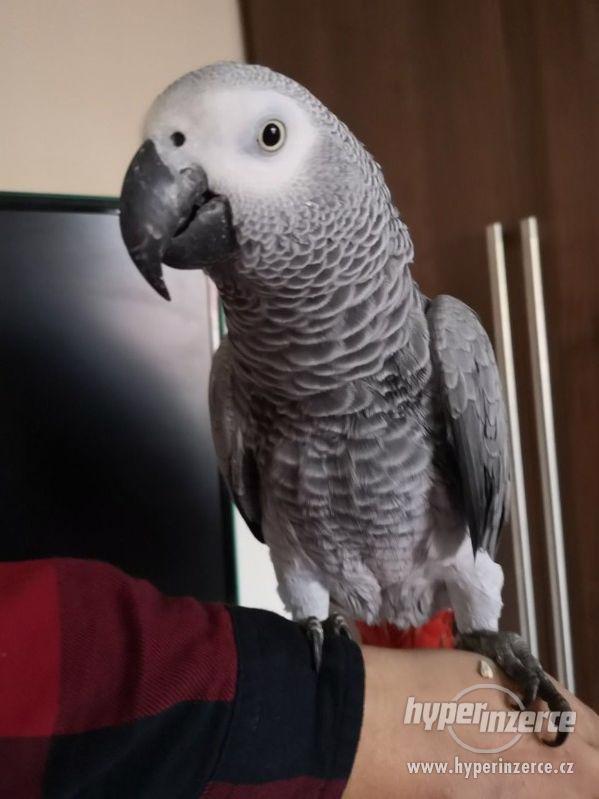 Papoušek šedý na prodej - foto 3