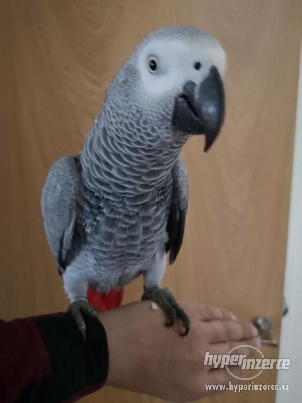 Papoušek šedý na prodej - foto 4