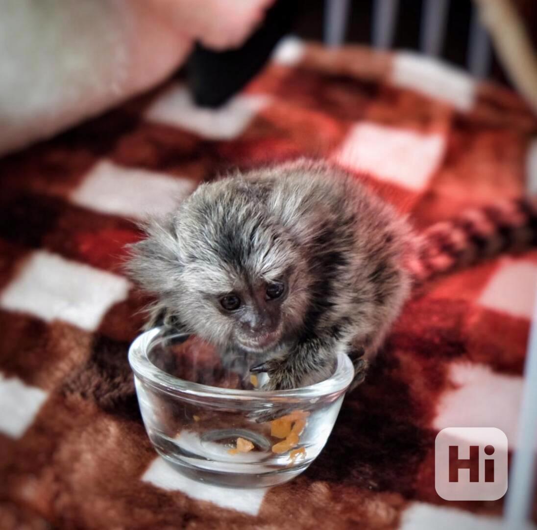 Roztomilý samec a samice kosmana k adopci - foto 1