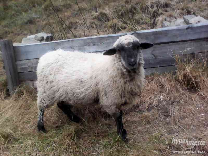 Prodám ovce - foto 1